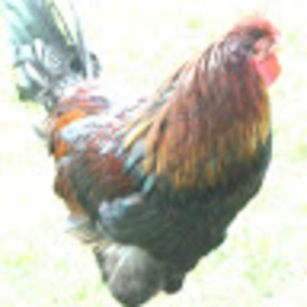 Meet your Posher, Suzanne